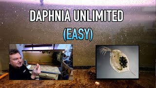 How I Raise Daphnia Water Fleas And You Can Too [upl. by Ellehcyt]