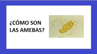 Las AMEBAS  Microbiología [upl. by Yenaffit]