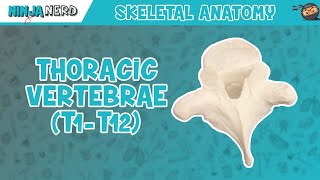 Thoracic Vertebrae T1T12 Anatomy [upl. by Toback]