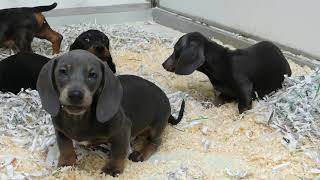 Teckel pups te koop  chiots à vendre [upl. by Gerri326]