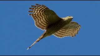 Sparrowhawk Bird Call Bird Song [upl. by Issac626]