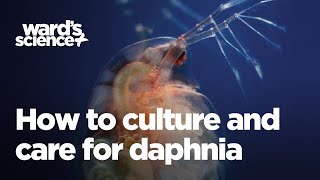 Caring and Culturing for Daphnia [upl. by Gnal963]