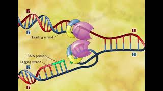 DNA Replication 3D Animation [upl. by Lind]