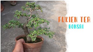 Carmona bonsai  Bonsai ideas shorts [upl. by Aketal]