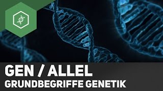 Gen  Allel  Unterschied  Grundbegriffe Genetik 2 [upl. by Olegna]