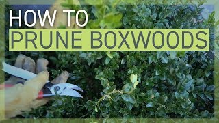 How to Prune Your Boxwoods [upl. by Achorn660]