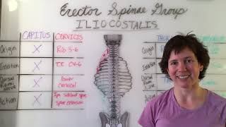 Thoracic Spine Pain  Upper Back Exercises From A Physical Therapist [upl. by Eenoj]