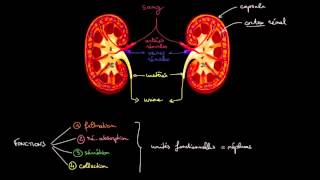 Anatomie et fonctions des reins [upl. by Ecneret]