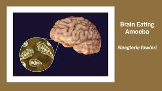 Naegleria fowleri  Brain Eating Amoeba [upl. by Anaoy]