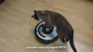 Cat shows HOW TO use iRobot Roomba Vacuum [upl. by Trinatte]