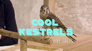 5 Facts About American Kestrels [upl. by Aroon830]