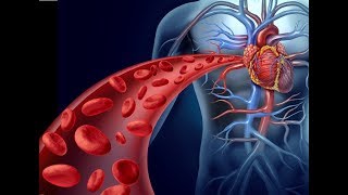 cardiovascular system cardiac output [upl. by Ardnovahs]