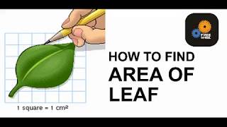 AREA OF LEAF [upl. by Saundra126]