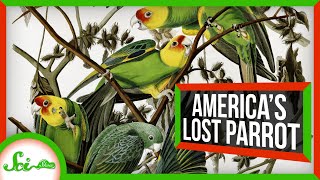 North Americas Lost Parrot [upl. by Sommers711]