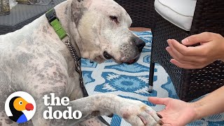 Watch What Happens When This Dog Loses 100 Pounds  The Dodo Comeback Kids [upl. by Marcelle729]