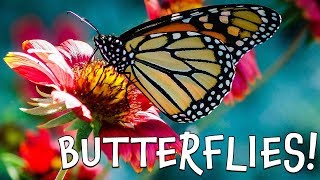 Butterflies Fun Butterfly Facts for Kids [upl. by Hcirteid]