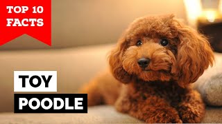 Toy Poodle  Top 10 Facts [upl. by Nylkaj]