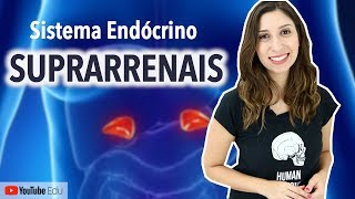 Suprarrenais Sistema Endócrino  Anatomia e etc [upl. by Treve]