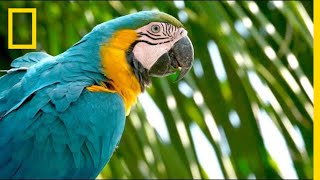 Why Are Wild Parrots Disappearing in Miami  Short Film Showcase [upl. by Ratep425]