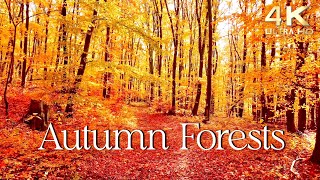 Enchanting Autumn Forests with Beautiful Piano Music  4K Autumn Ambience amp Fall Foliage [upl. by Bradley314]