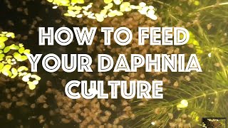 How To Feed Your Daphnia Culture [upl. by Gauthier]