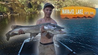 MultiSpecies Fishing at Navajo Lake NM  Pike CRUSHES Topwater Lure [upl. by Benedetta648]