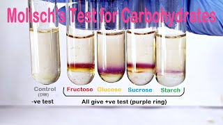 Molischs Test Practical Experiment [upl. by Dorcia430]