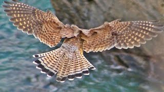 Kestrel Hovering and Hunting in Cornwall [upl. by Davon]