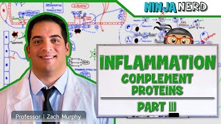 Immunology  Inflammation Complement Proteins Part 3 [upl. by Wilmette980]