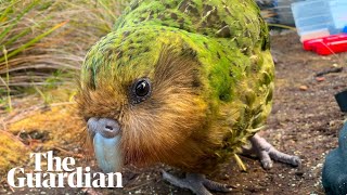 Kākāpō four facts about the worlds fattest parrot [upl. by Jovi736]