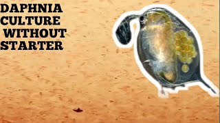 HOW TO CULTURE DAPHNIA NATURALLY WITHOUT A STARTER [upl. by Stringer]