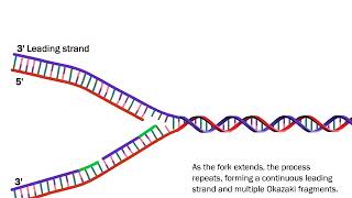 DNA Replication The Process Simplified [upl. by Solita]