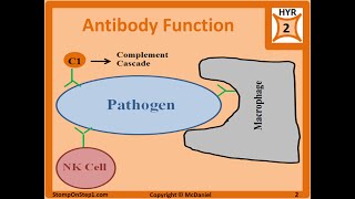 Antibody Structure amp Formation IgG IgA IgE Autoantibodies ANA panca Isotype [upl. by Neelhtakyram]