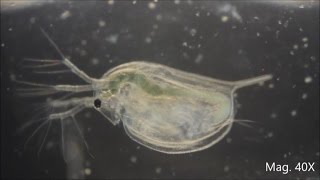 Daphnia magna under the Microscope [upl. by Euqinor]