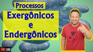 Processos Exergônicos e Endergônicos  Bioenergética  Aula 2 [upl. by Ulrich]