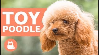 TOY POODLE  Characteristics Character and Care [upl. by Branen]