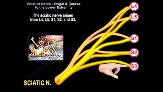 Sciatic Nerve Origin amp Course to Lower Extremity  Everything You Need To Know  Dr Nabil Ebraheim [upl. by Anaeed704]