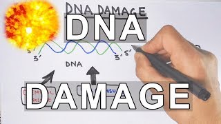 Overview of DNA Damage [upl. by Anisamot]