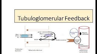 Tubuloglomerular feedback Autoregulation [upl. by Mchale]