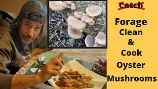 Forage Clean amp Cook Oyster Mushrooms [upl. by Amyaj]