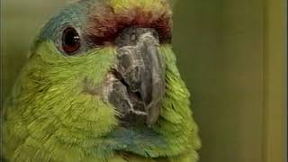 Amazon Parrots  Care amp Breeding  Part 1 Full [upl. by Iruahs]