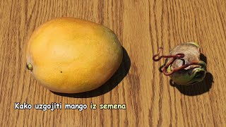 Kako uzgojiti mango iz semena [upl. by Ayrotal]