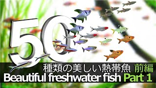 飼いたくなる熱帯魚が見つかる動画 前編 [upl. by Adile]