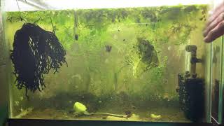 Scuds Daphnia Cherry Shrimp Copepods My aquatic food culture [upl. by Willette206]