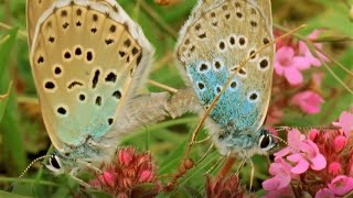 Beautiful Butterfly Moments  BBC Earth [upl. by Oknuj]