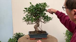 Ficus Bonsai Care and Pruning [upl. by Nedroj]