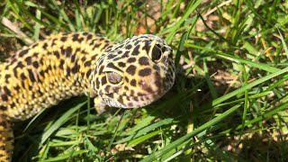 Leopard gecko in the “wild” [upl. by Rockey820]