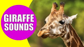 GIRAFFE SOUNDS  Learn Animals with Kiddopedia Shorts [upl. by Romie]