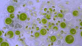 Chlorococcum Algae  Moving zoospores  1000x microscope [upl. by Mulac876]