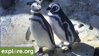 Five Fascinating Facts About Magellanic Penguins  Never Stop Learning [upl. by Ahseral]